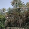 Oman 059